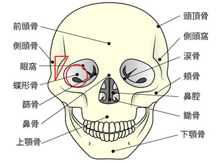 頭蓋骨の動きの軸　「蝶形骨」