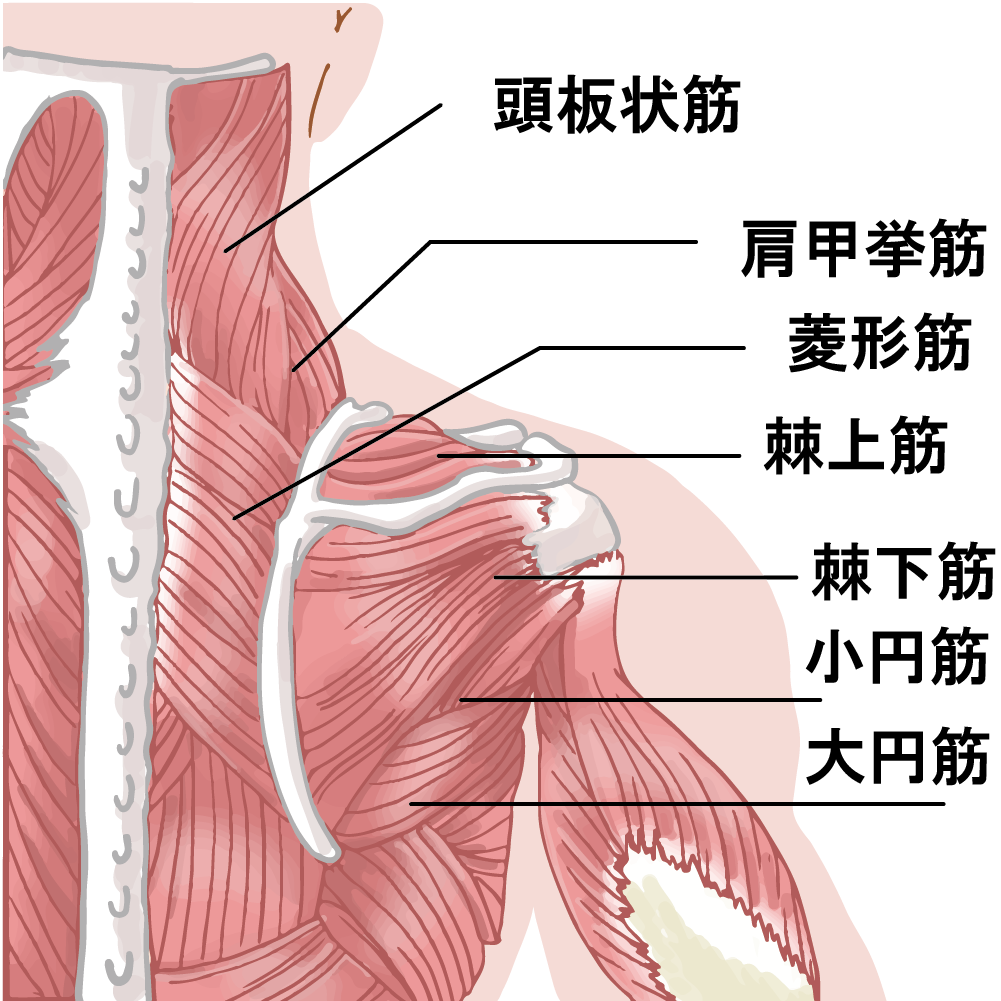 腕、肩甲骨周りのそれぞれの五十肩の原因筋としては
肩甲挙筋、僧帽筋、広背筋　大胸筋、胸鎖関節　肩鎖関節　肩峰下関節　肩甲胸郭関節
菱形筋　肩甲下筋、前鋸筋、上腕二頭筋　烏口腕筋　小胸筋