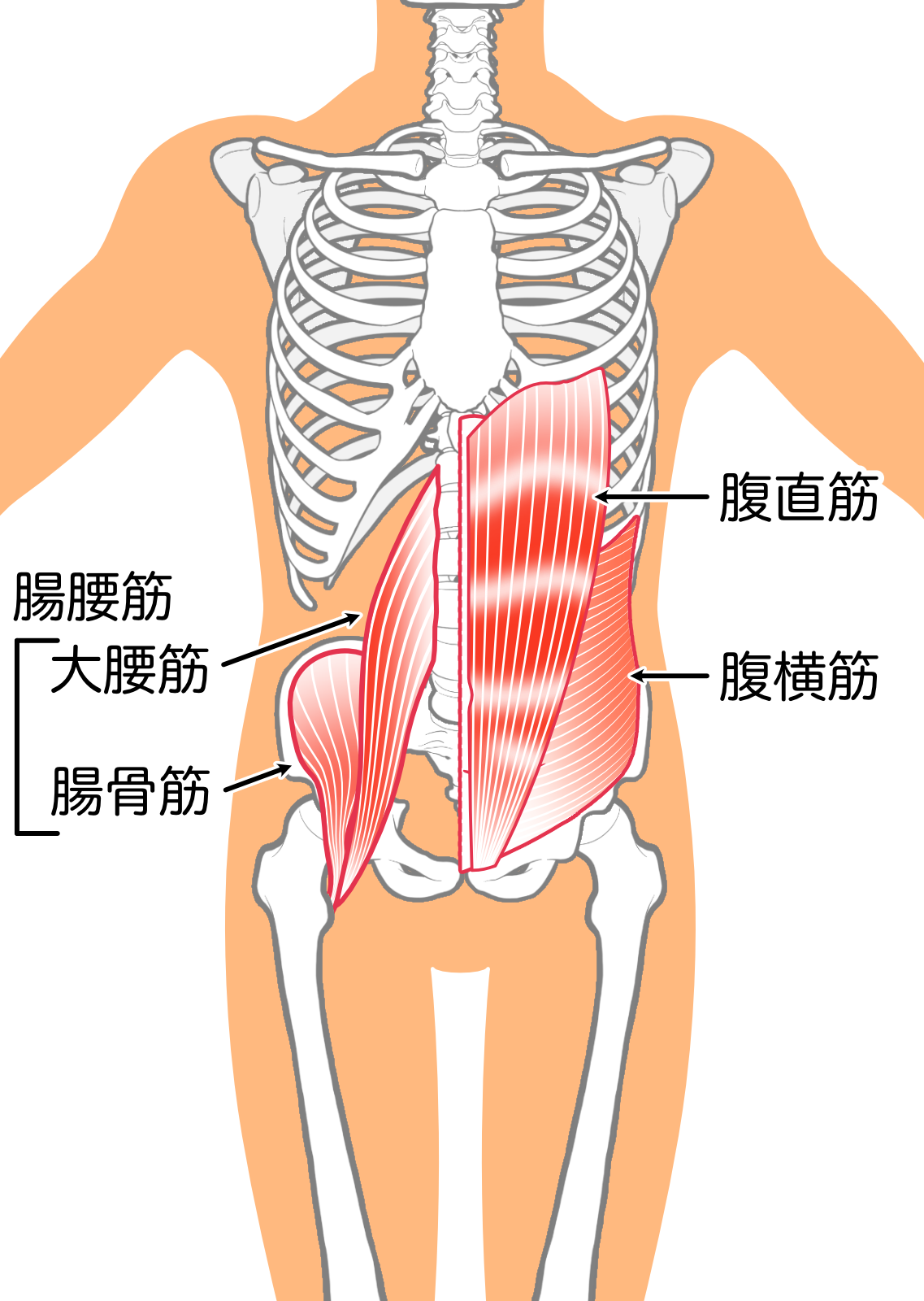 腸腰筋が硬いと、背中が歪む、太ももの裏が働きづらい、重心線が外れる、太ももが太くなる、腸腰筋が使いやすいと、体感や骨盤がズレない、足が上がりやすい、股関節を使いやすい