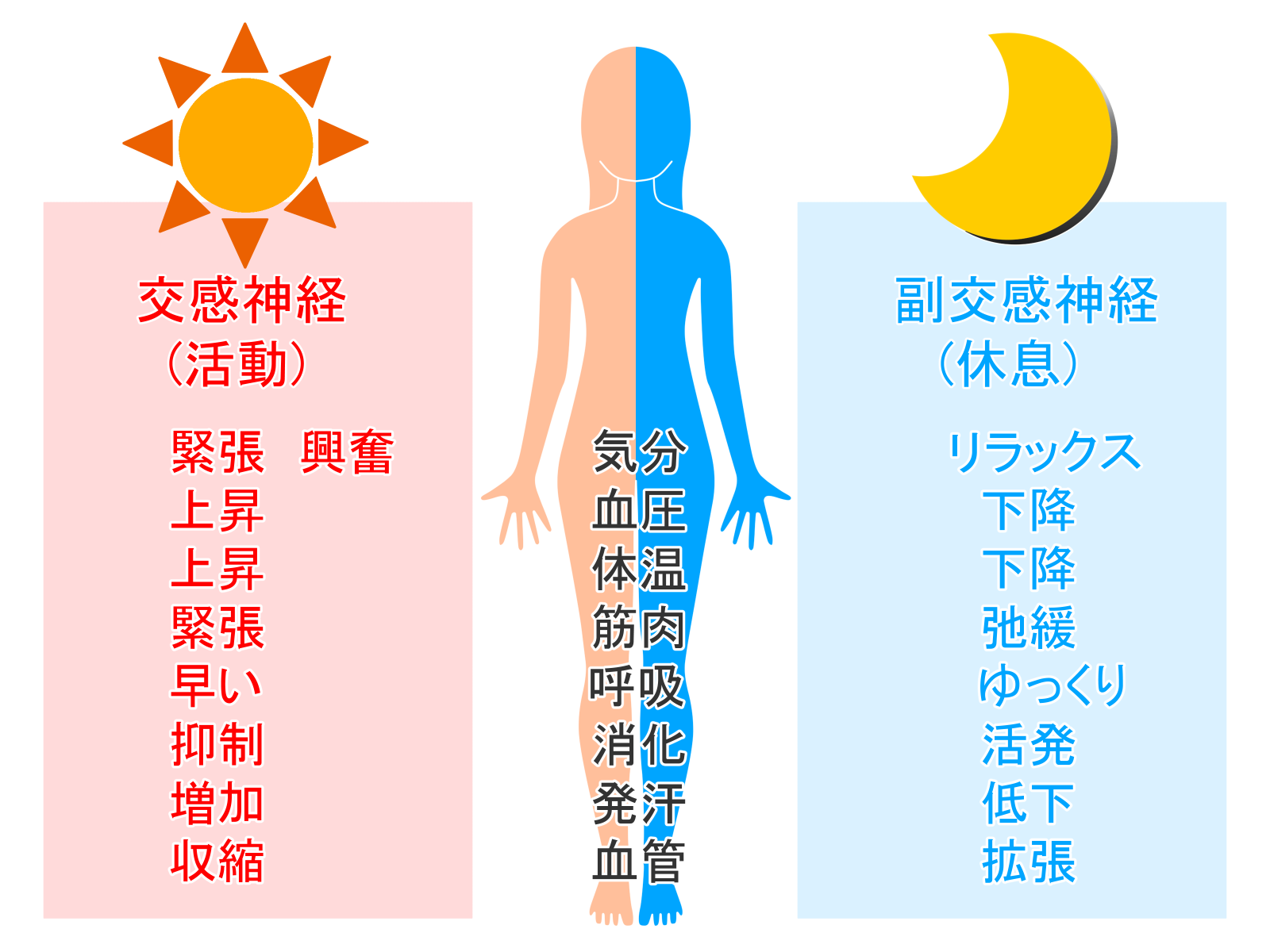 自律神経は、循環器、消化器、呼吸器、体温の調整、胃腸の働きやホルモン分泌の調整をするために、24時間働き続けています。